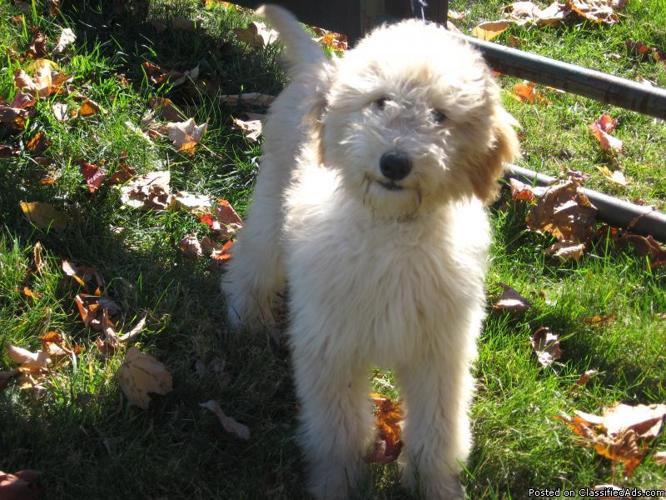 Goldendoodle Puppy for Sale! - Price: 1,300.00