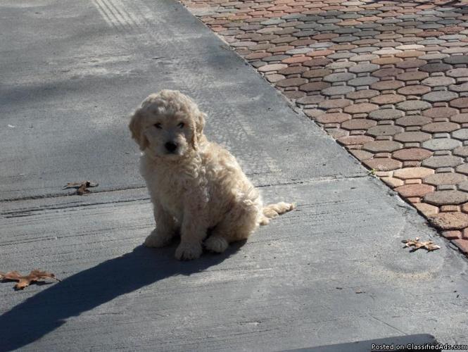 GOLDENDOODLE PUPS 12-12-10 CKC REG. ONLY ONE MALE LEFT - Price: 600.00