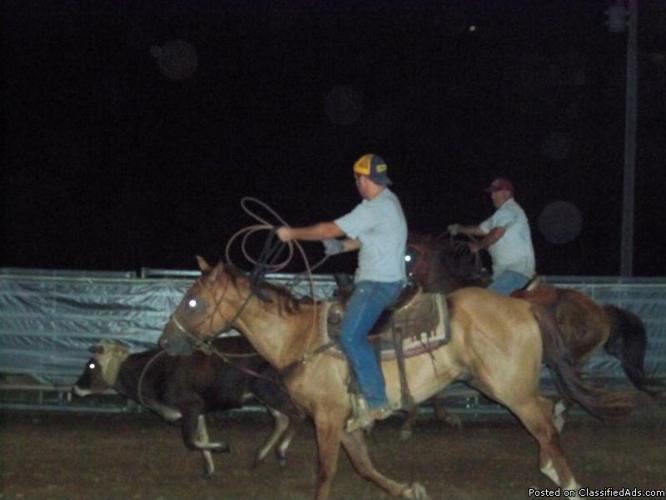 Good started rope horse ! - Price: 4,000 or obo