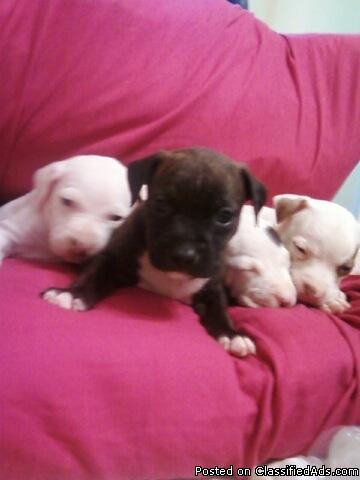 Gorgeous ADBA Pit bull Pup's for sale!!! - Price: 250.00