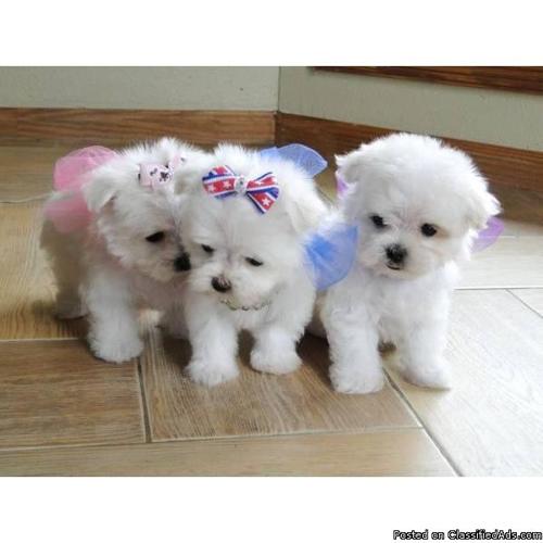 Gorgeous Maltese puppies ready to go (14428887117) - Price: 00