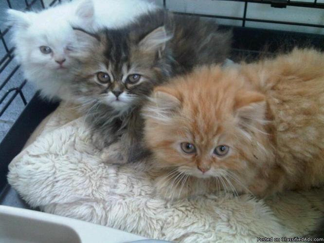 Persian Kittens For Sale! Price 750 for sale
