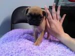Gorgeous Pug Puppies For Sale! - Price: $750