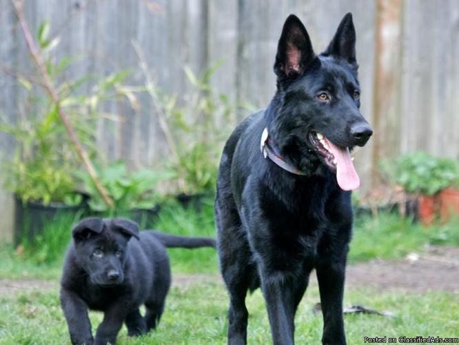 Gorgeous purebred black German Shepherd puppies - Price: 500.