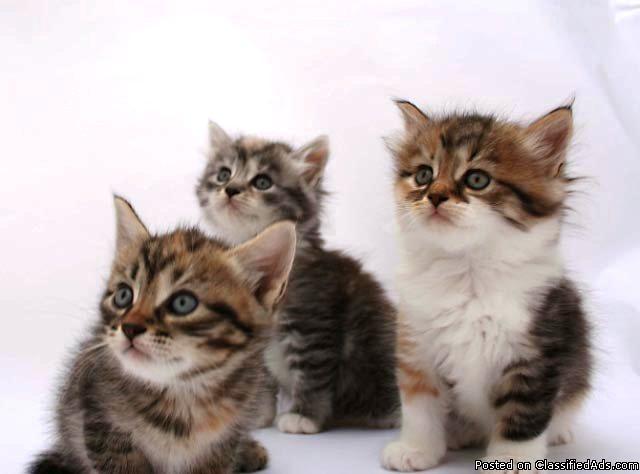 Gorgeous Siberian Kittens for Sale - 12 Weeks Old - Price: 500