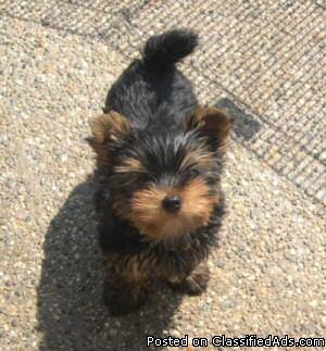 Gorgeous Yorkshire Terrier puppies available for you