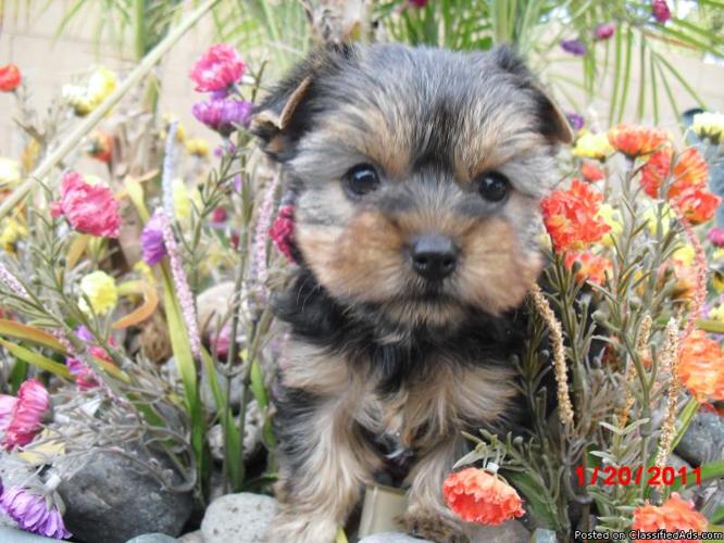 GORGEOUS YORKSHIRE TERRIER PUPPIES! - Price: $1500
