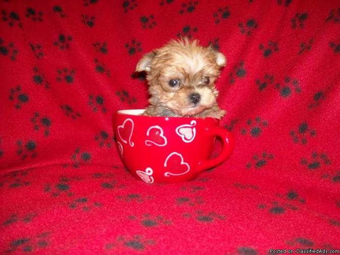 GORGOUS TINY T-CUP MORKIE MALE *PURSE SIZE* - Price: 900