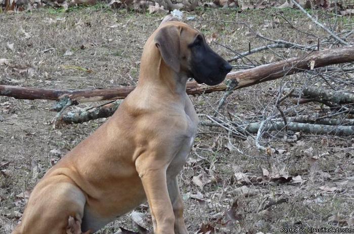Great Dane female fawn puppy, AKC registerable - Price: 400
