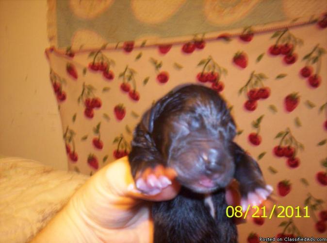 great dane puppies are due anytime - Price: $3oo.cheap