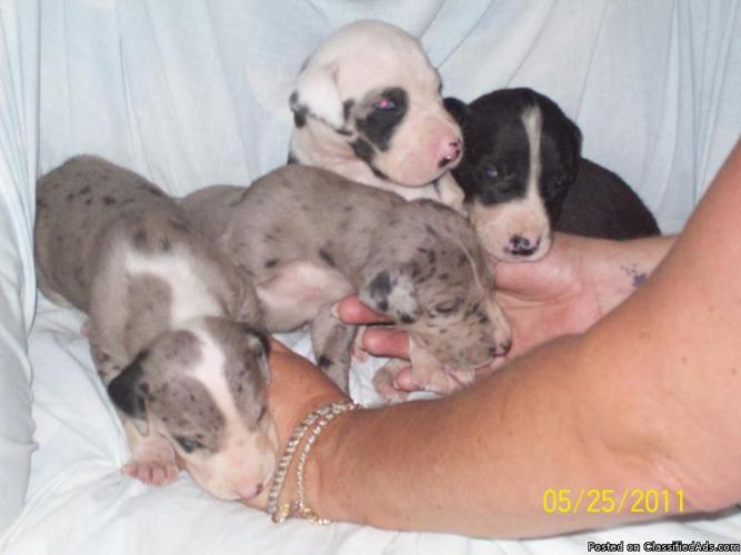 Great Dane Puppies Price 800 For Sale In Bedford Indiana Best Pets Online