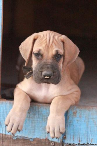 Great Dane puppies - Price: contact 575-512-5428