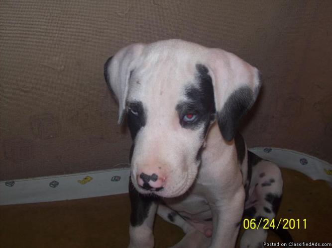 Great Dane Puppy - Price: $950