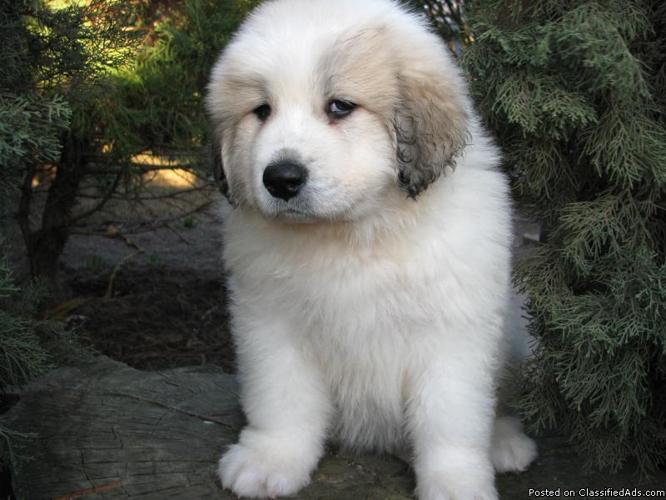 Great Pyrenees puppies - Price: 500.00 for sale in Sacramento ...