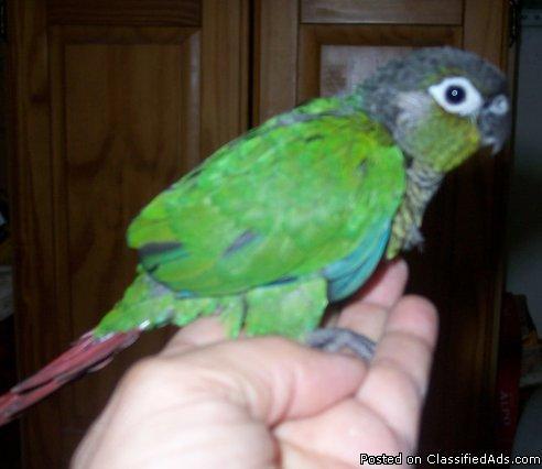 Green Cheek Conure baby only 1 left! ~ Hand fed SUPER friendly!! - Price: 295.00