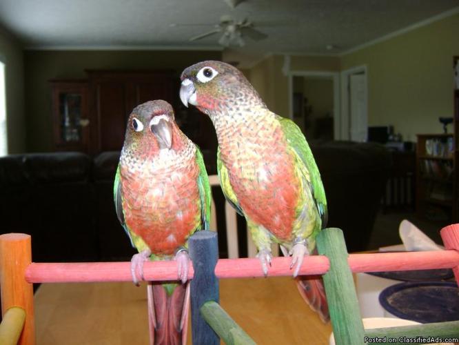 Green Cheek Conures, Normals, Yellow-Sided WiLL SHIP - Price: 175.00-250.00