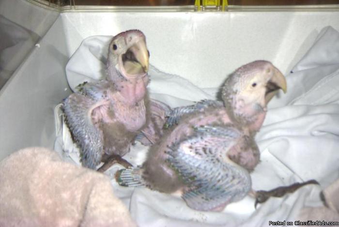 Greenwing Macaw Babies hatched June 16 & June 18, 2011 - Price: 700