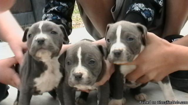 Grey(Blue)Pittbull pups - Price: 250 obo