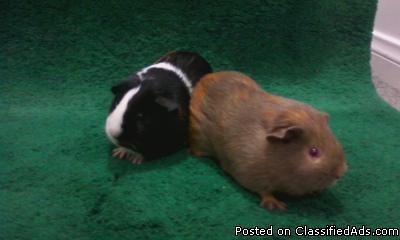 guinea pigs 2 female - Price: $25.00 each