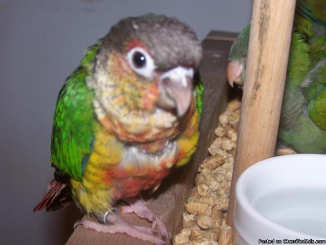 Hand Fed Baby Yellow Sided Green Cheek Conures - Price: 150.00