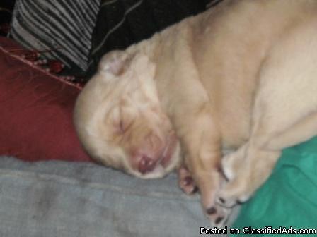 Handsom yellow lab puppy need a family - Price: 250.00