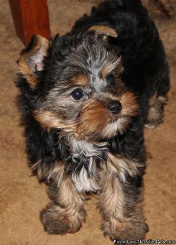 Happy Good Male & Female Teacup Yorkshire Terrier Puppies Ready For Christmas - Price: 350
