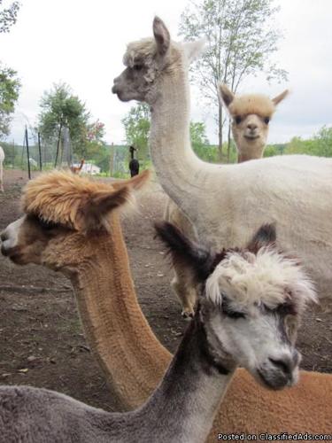 Haucaya Alpacas for sale (MUST SELL) - Price: $10,000.00