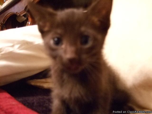Havana Brown Cats and Kittens for sale... Offer