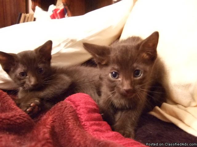 Havana Brown kittens for sale Price 850 for sale in Mount Holly