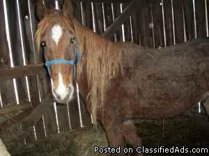 HAVE 4 HORSES CHEAP - Price: 1000.00 FOR ALL