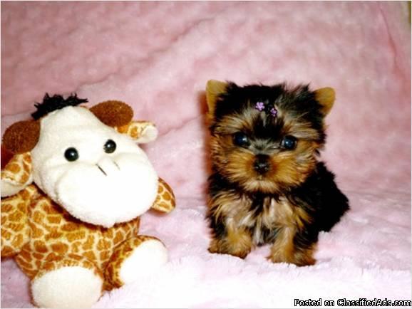 Healthy Yorkie Puppies Now Available.