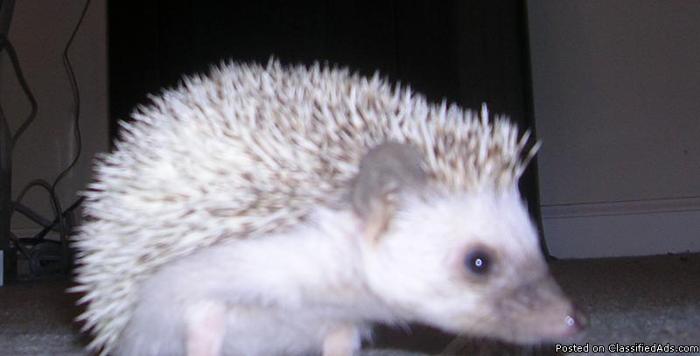 Hedgehog for sale - Price: $100 cash-OBO
