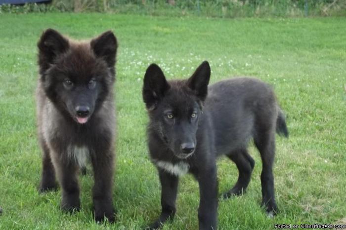 high content wolf puppies for sale