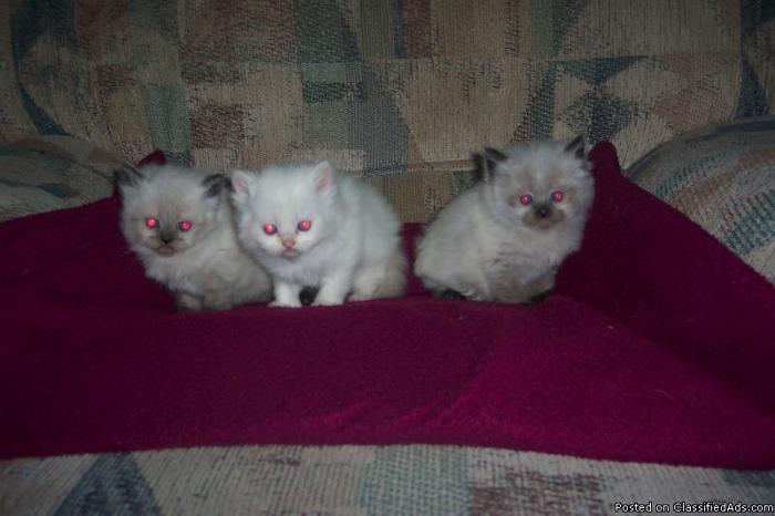 Himalayan kittenes - Price: 350.00