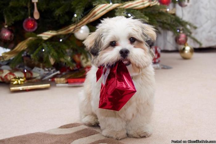 Holiday Pet Makeover Package - Price: 50% off all packages