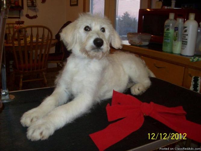 Holiday Puppies, F1 Shepadoodle - Price: $350