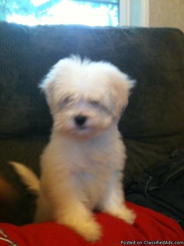 Home Raised Havanese puppies avalible now and Christmas - Price: 1000 and up