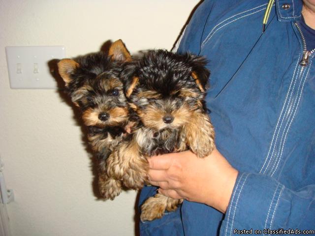 Hope had her Yorkie puppies Yorkshire Terrier Male - Price: 600