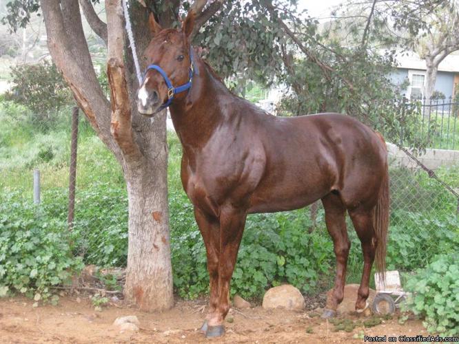 Horse for sale - Price: 3000
