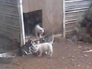 Huskies Puppies - Price: 275