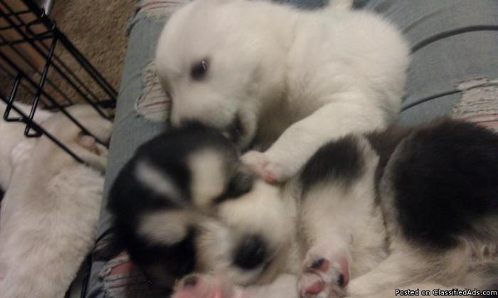 Husky Mix Puppies - Price: 350