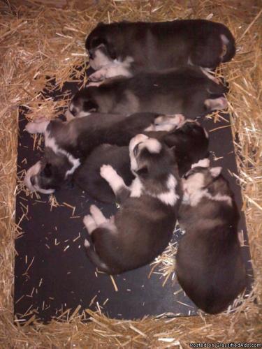 Husky Puppies - Price: $550