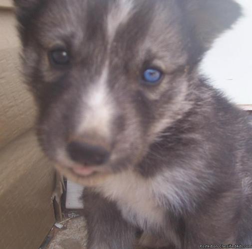 Hybrid Wolf/husky puppies for sale - Price: $250