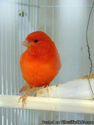 i am looking for Red Factor Canary (Female)