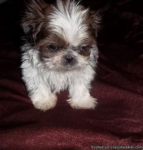 Imperial Shihtzu Pupppy Male 10.5 weeks old 27 oz - Price: 1500