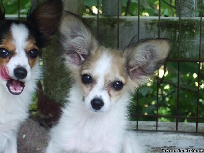 ISABELLA Awesome tiny tiny PAPILLON Extremely intelligent and beautiful markings - Price: 550