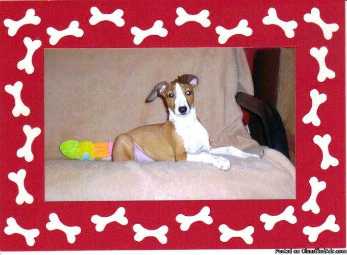 Italain Greyhound pups, 1 boy- red with white & 1 girl- seal with white. - Price: 550.00