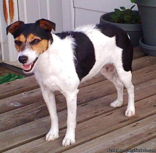 Jack Russell, adorable fe - Price: Free