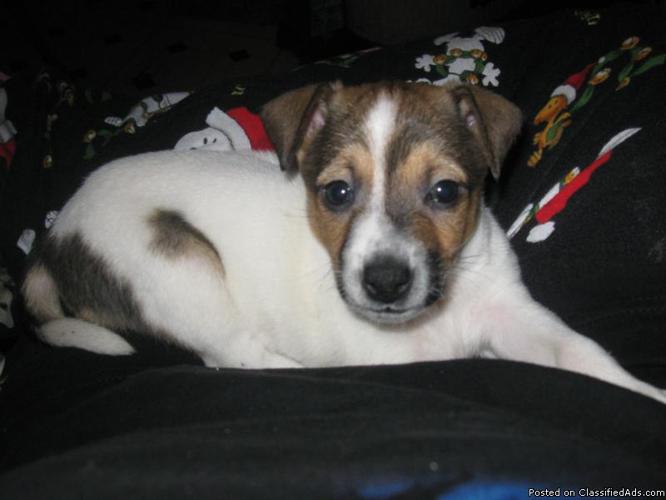 jack russell puppies for sale price 7500 19734715