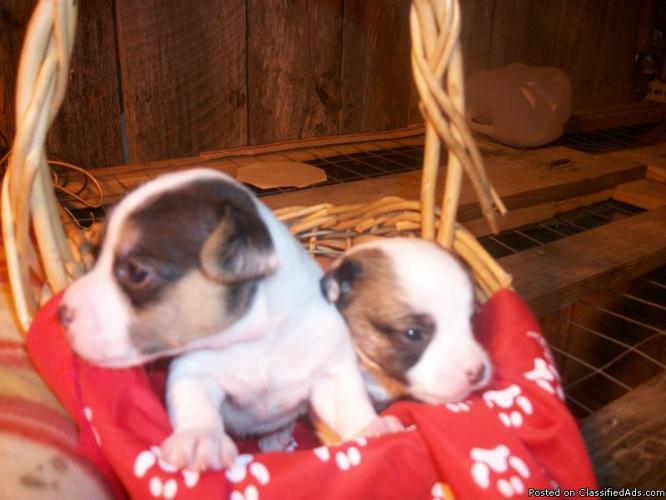 JACK RUSSELL PUPPIES - Price: 212.